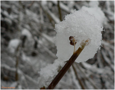 On the tip of a branch