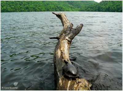 Sailing on a log behind a turtle