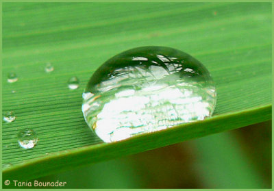 Reflections in water drop