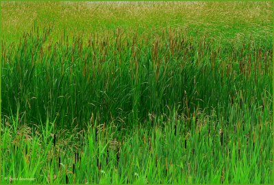 Tones of green