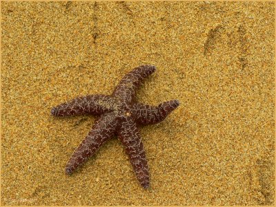 Agonizing starfish waving its hand for help ...