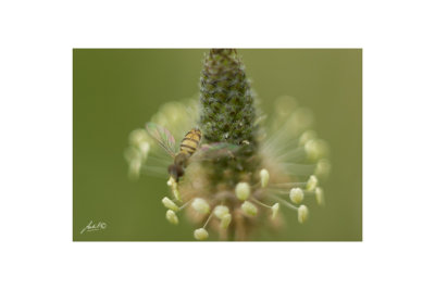 Macro 36mm