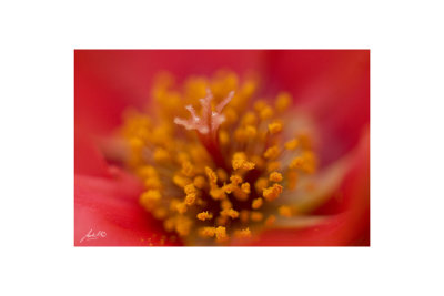 Macro