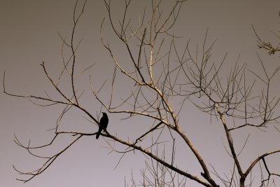 Grackle - Prospect Park, Brooklyn, NY