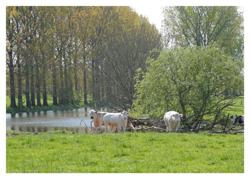 Cows near the Meuse