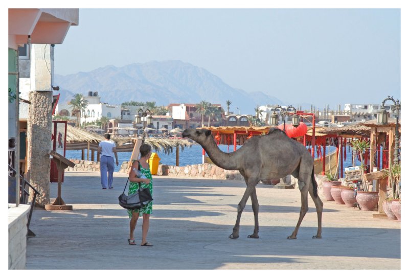A Shopping Camel