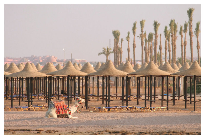 Beach Camel