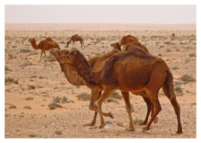 Ships of the Desert