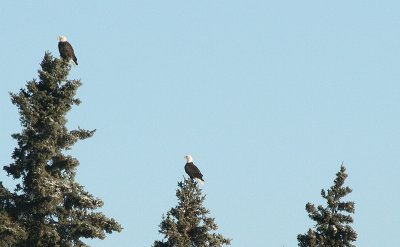 Eagles at Whirlpool Lake