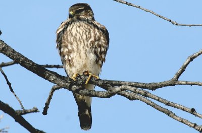 Merlin 1