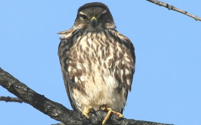 Merlin