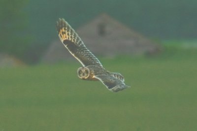 short eared owl.jpg