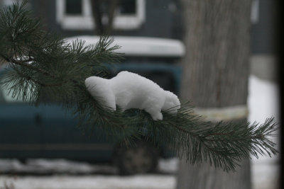 ...Albino Snow Squirrel...