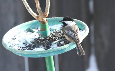 chickadee 3