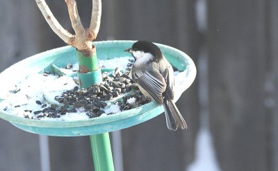 chickadee2