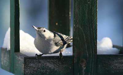 nuthatch