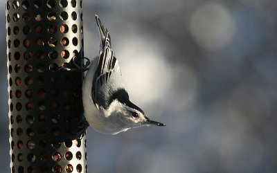 nuthatch 2