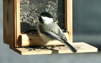 Chickadee.jpg