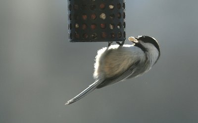 Chickadee 1.jpg