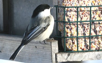 chickadee