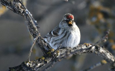 redpoll 3