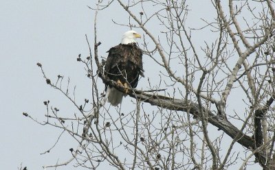 perched Eagle