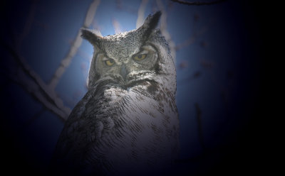 ...Great Horned Owl...