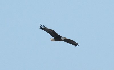 ...Eagle North of Selkirk...