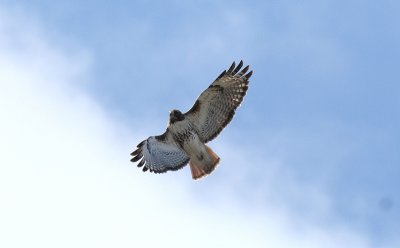 ...Red Tail Hawk...