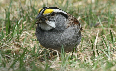 white throated-sparrow.jpg
