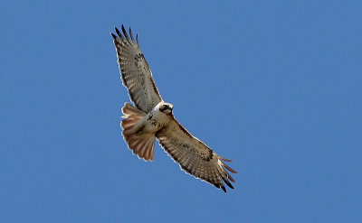 Red-Tailed Hawk.jpg