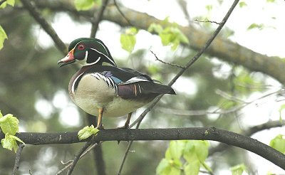 wood duck.jpg