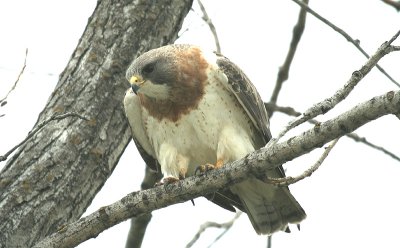 Swainson Hawk