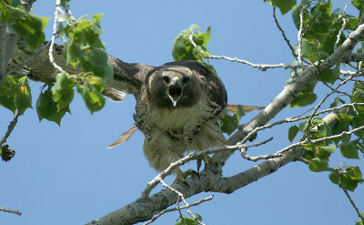 Red-tailed Hawk