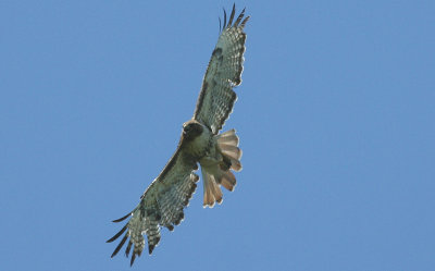 ...Red-tailed Hawk...