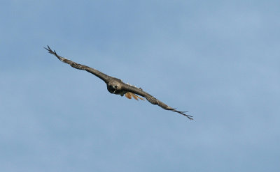 ...Red-tailed Hawk...