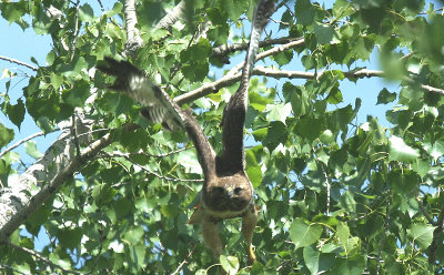 ...Red-tailed Hawk...