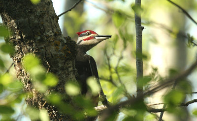 Pileated Woodpecker...male