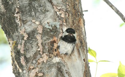 ...chickadee...