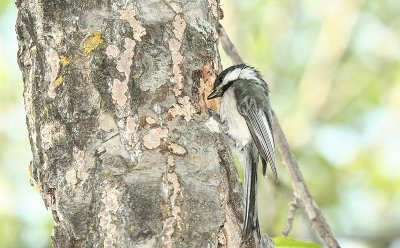 ...chickadee...