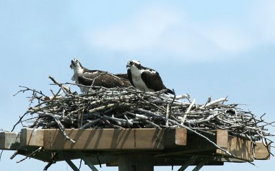 ...osprey...