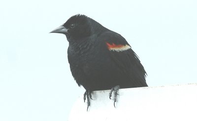 ...red-winged blackbird...