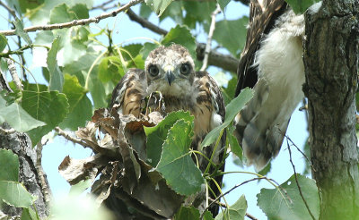 ...Young Red-tailed Hawks...
