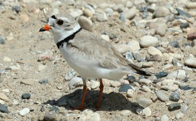 ...Piping Plover...