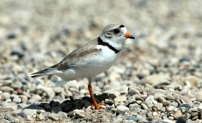 ...Piping Plover...
