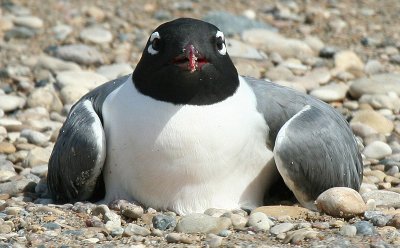 ...Franklin's Gull