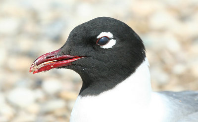 ...Franklin's Gull