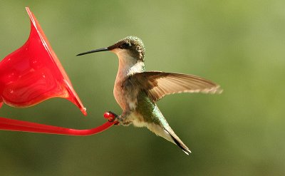 ...Ruby-throated ( female )