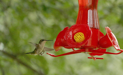 ...Ruby-throated ( female )