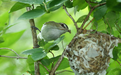 ...Red-eyed Vireo...